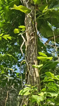 Lim Chu Kang Nature Park (Cashin House) lim chu kang nature park 13