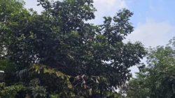 Lim Chu Kang Nature Park (Cashin House) lim chu kang nature park 5