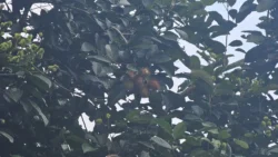 Lim Chu Kang Nature Park (Cashin House) lim chu kang nature park 6