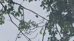 Lim Chu Kang Nature Park (Cashin House) lim chu kang nature park 7