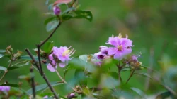 cashin house dslr (14)