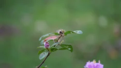 cashin house dslr (15)