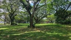 pasir ris beach park (8)